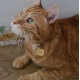Médaille chien ou chat ronde en laiton "Simba"