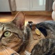 Médaille chat personnalisée en laiton 